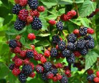 Саженцы ежевики Логанберри