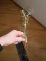 Саженцы Пихты бальзамической двухлетка "Abies balsamea"
