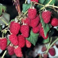 Саженцы малины Лячка