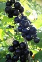 Саженцы смородины черной Краса Львова