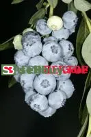Саженцы голубики Блюголд (Bluegold)