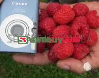 Саженцы малины Глен эмпл (Glen Ample)