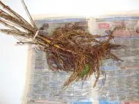 Саженцы смородины