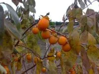 Хурма Мидер