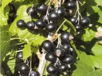 Саженцы смородины черной Титания