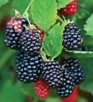 Саженцы ежевики Орегон Торнлесс (Oregon Thornless)