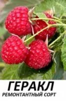 Саженцы ремонтантной малины Геракл