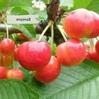 Саженцы черешни Валерия