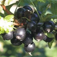 Саджанці смородини Краса Львова