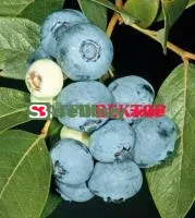 Саженцы голубики Спартан (Spartan)