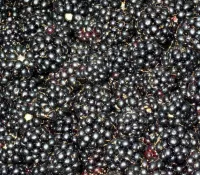 Саженцы ежевики Химботок