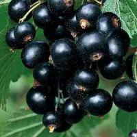 Саженцы смородины черной Тибен