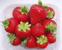 Саженцы клубники Портола