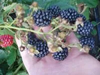 Саженцы ежевики Смутстем