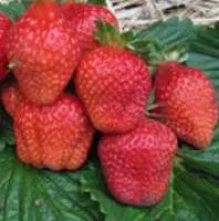 Саженцы клубники Линоза