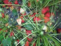 Рассада клубники Королева Елизавета 2