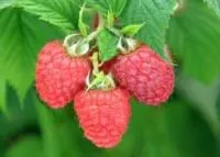 Саженцы малины Глен Файн