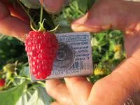 Саженцы малины Сорт Бриллиантовая