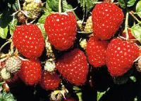 Саджанці малини Покуса 10 штук