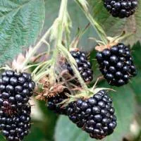 Ежевика «Loch Tay» (Лох Тей)