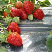 Клубника «Olimpia»