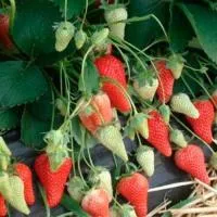 Клубника «Premy»