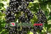 Саженцы смородины черной Тибен среднепоздняя