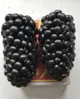 Саженцы крупноплодной ежевики Карака Блэк