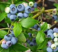 Саженцы голубики сорт Нортланд