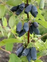 Саженцы жимолости сорт Диана