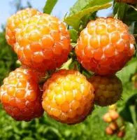 Саджанці малини Десертна жовта