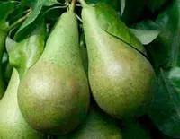 Саджанці груші Конференція