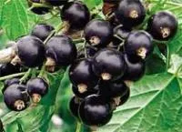 Саджанці смородини Козацька