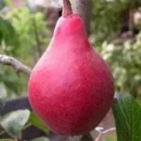 Саджанці груші Старкримсон