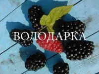 Саженцы ежевики Прайм-Арк Фридом