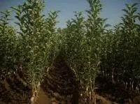 Гренни Смит